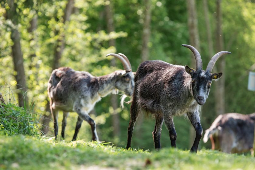 Zeigenbock Aton an meiner Seite