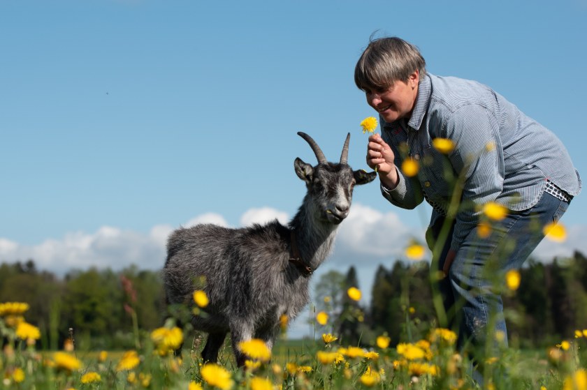 Capra Grigia Ziege auf einem Ziegentrekking