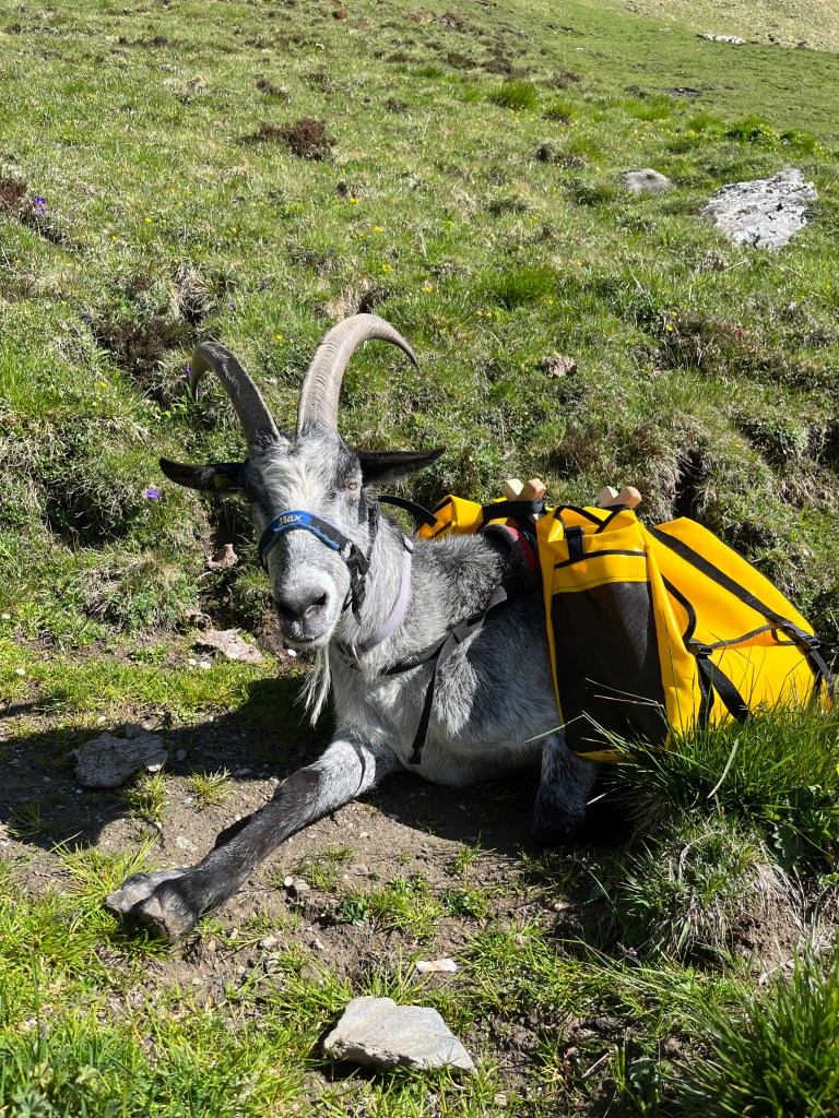 Ziege trägt Sattel