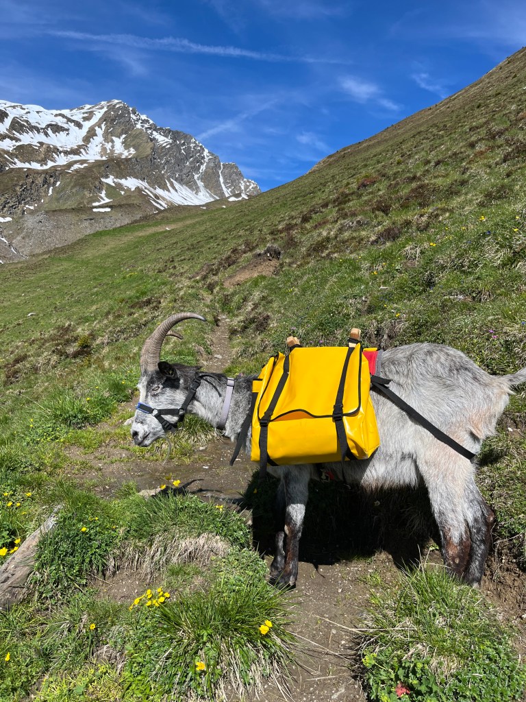 Eine typische Packgeiss