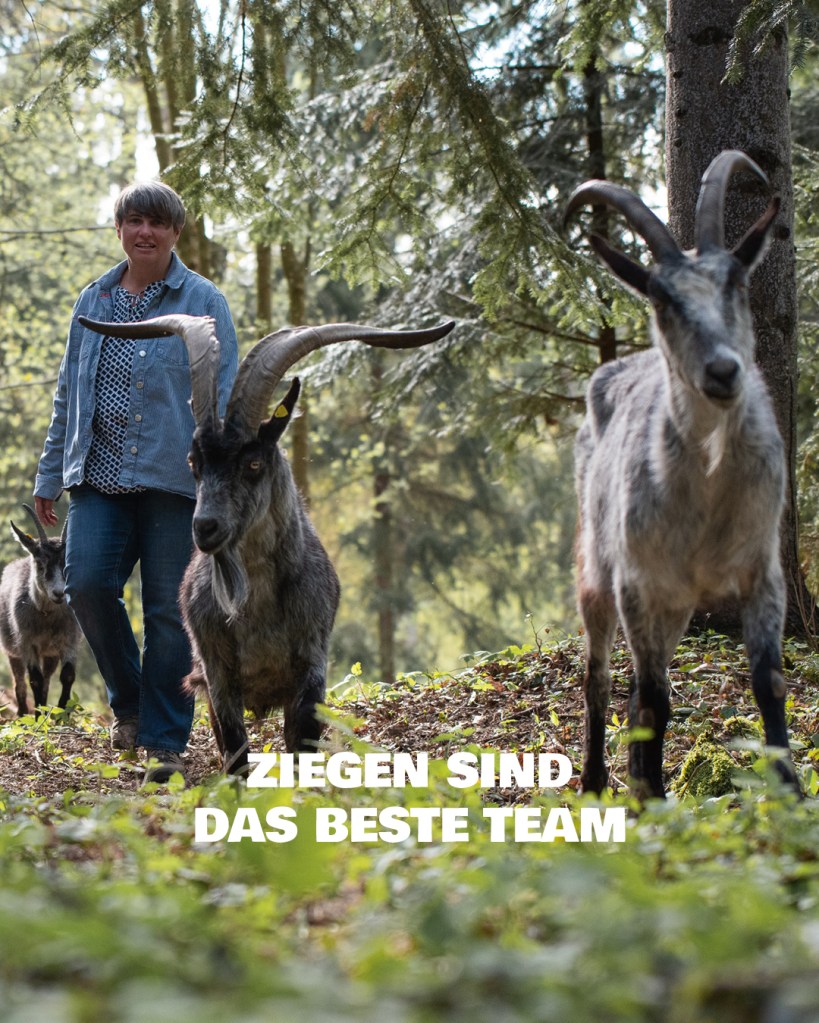 Geissen auf einer Geissenwanderung durch den Wald